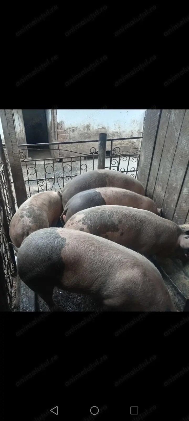Vand porci de 150 kg, la 17 pe kg! Crescuti in gospodarue proprie!