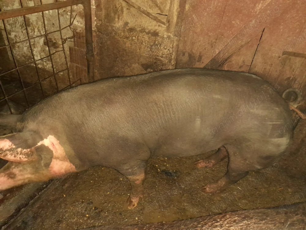 Porc de carne de vânzare 