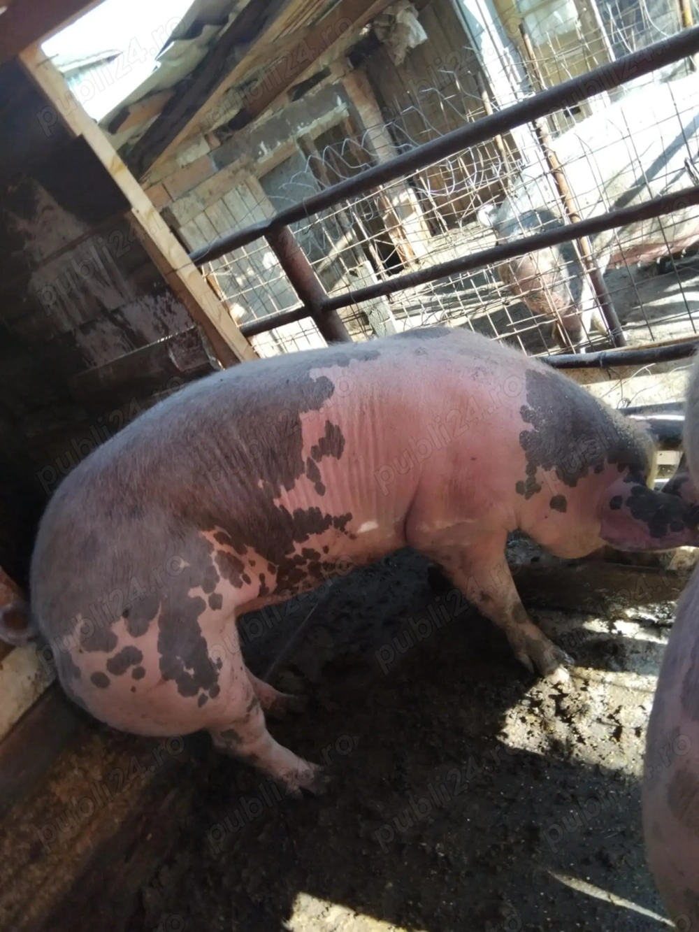 Vând porcii de tăiat