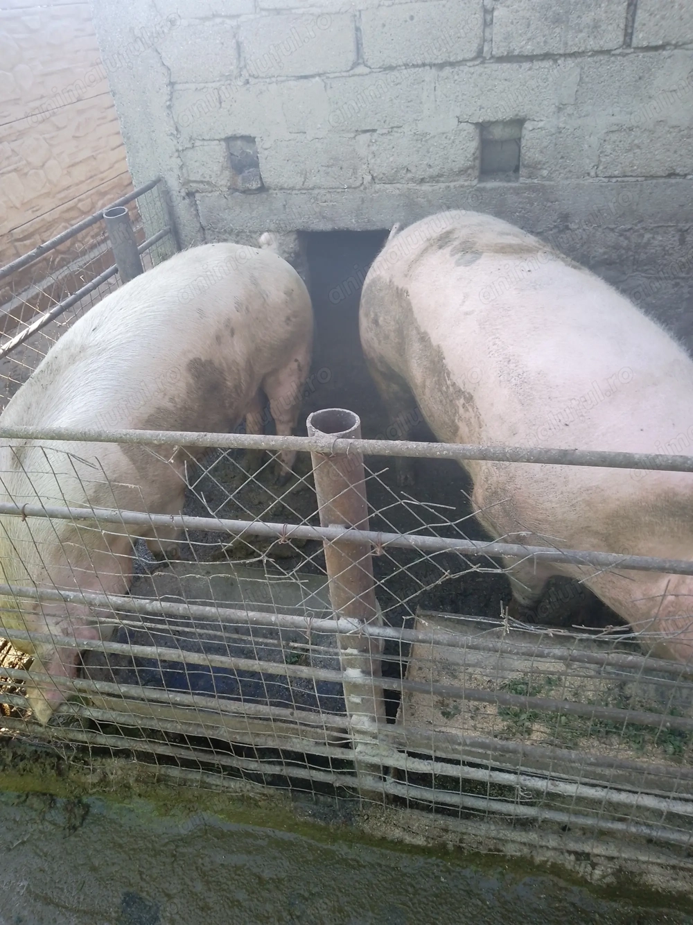 Porci de vânzare rasa de carne