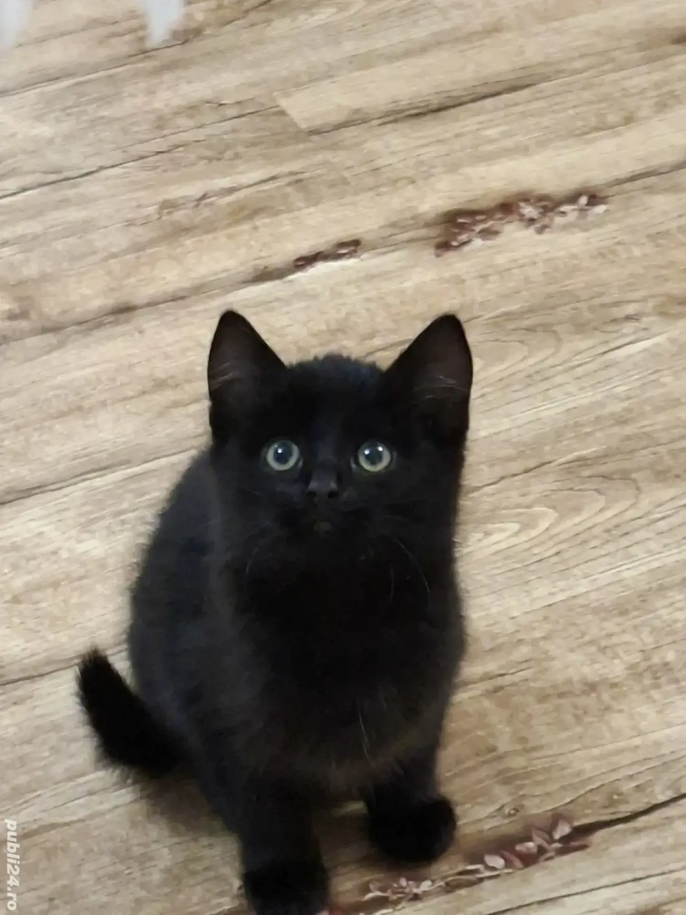 British Shorthair bleack