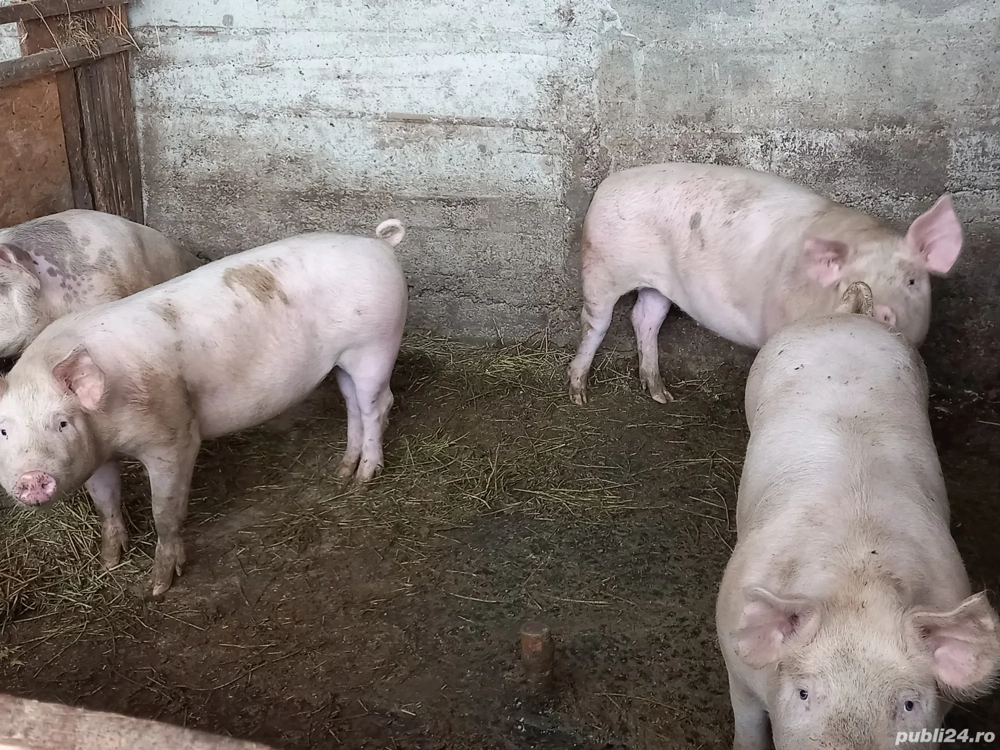 de vânzare porci de carne 