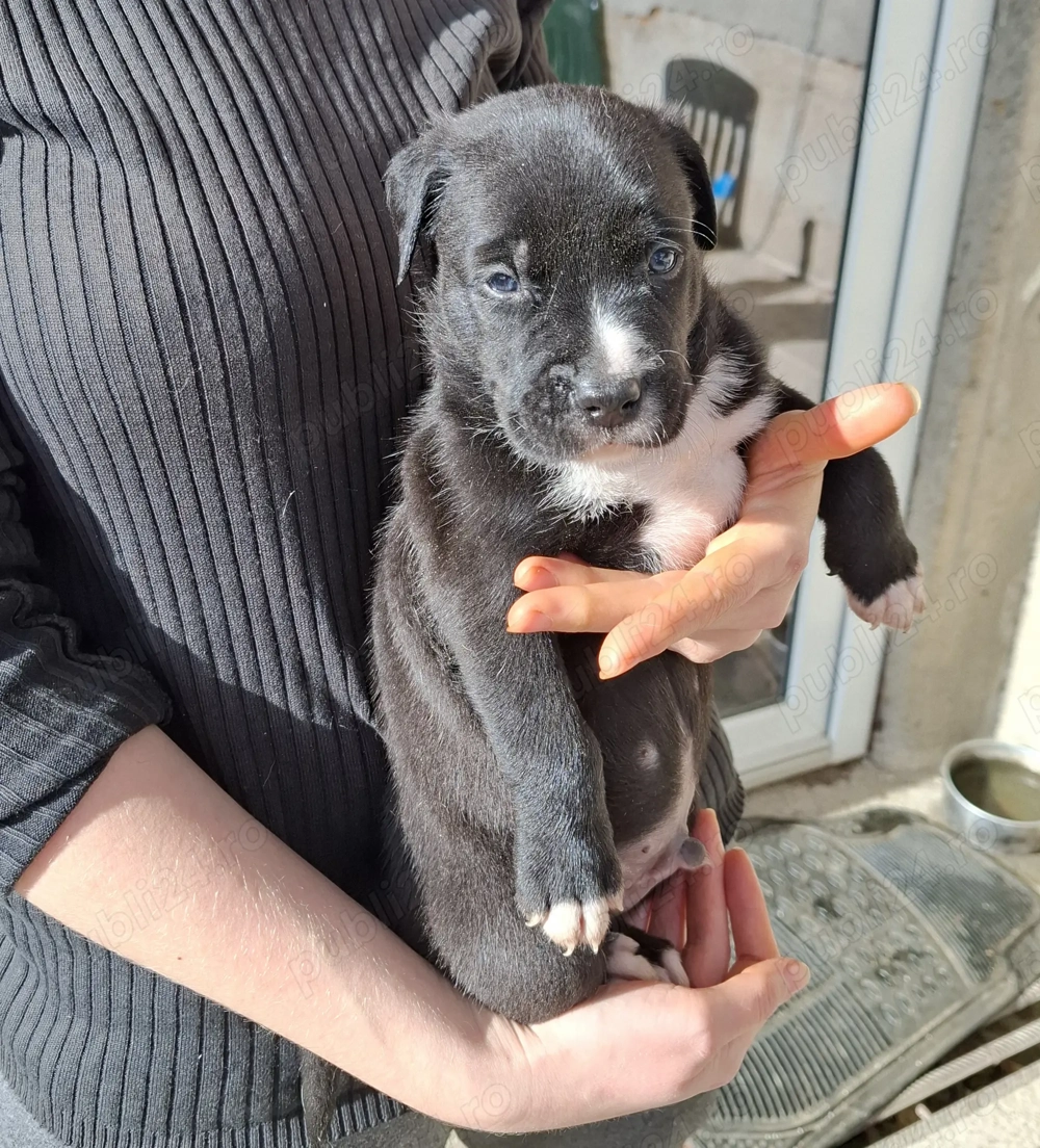 Pui metis amstaff cu ciobanesc