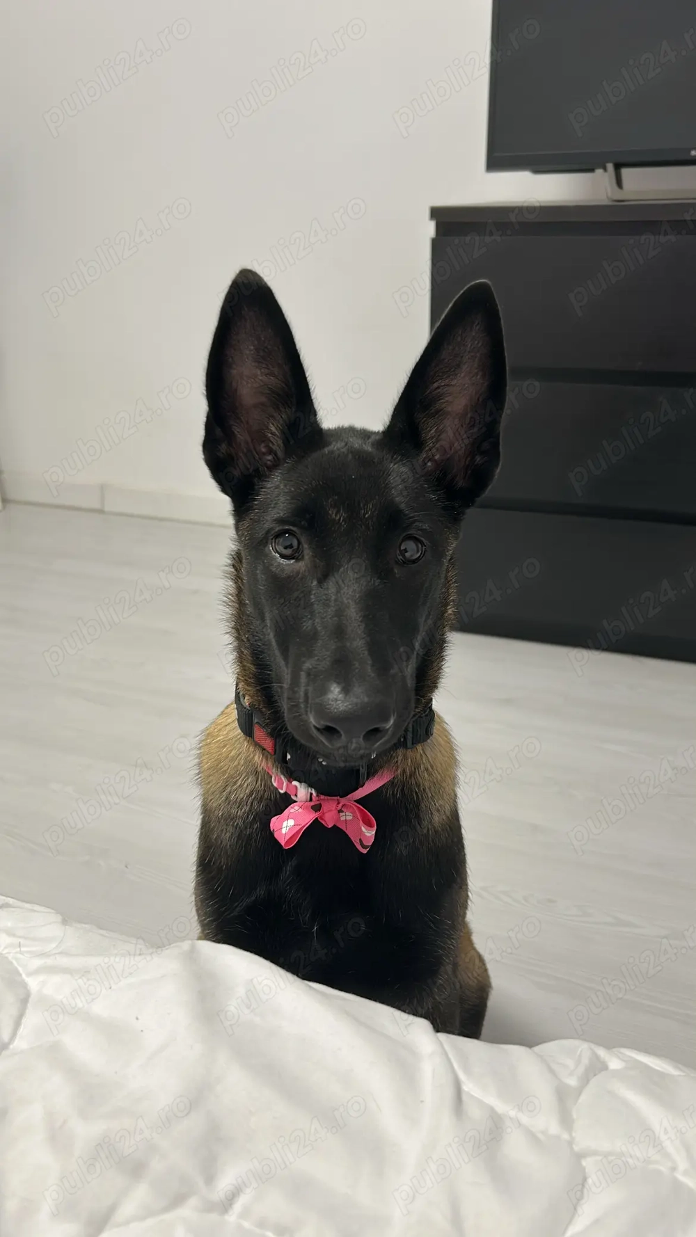 Vand Malinois talie mare 