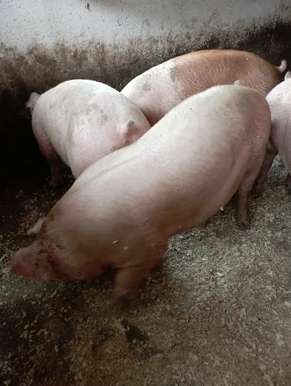 Vând porci de carne 