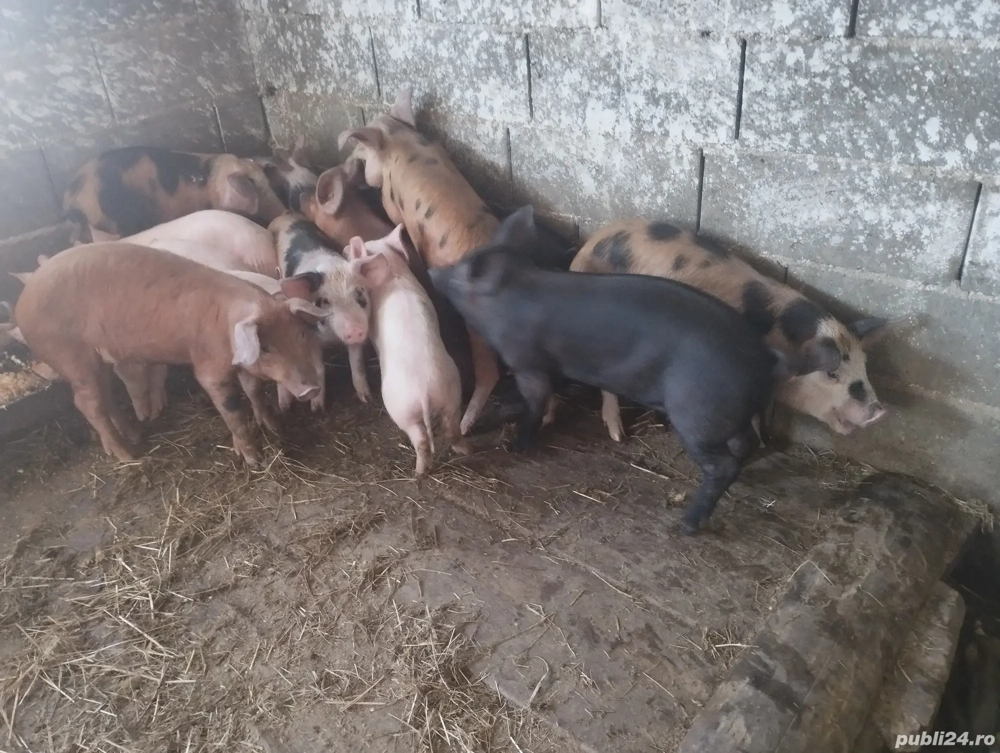 șoldani de 12, saptămini 