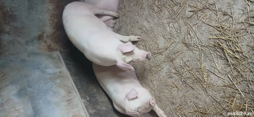 vând porci 120    150,, 250. kg 