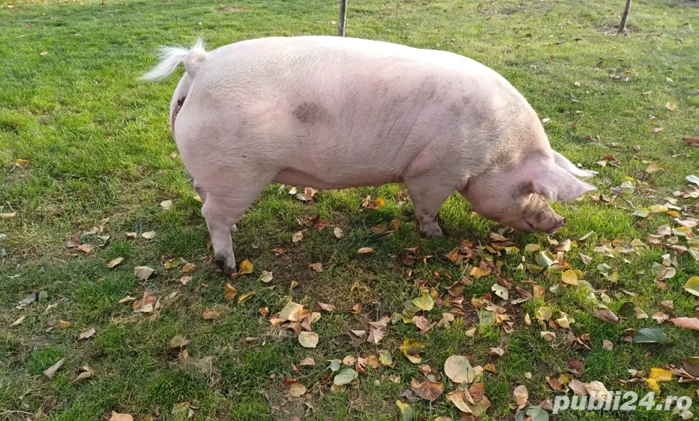 Vand porci Petrean, grasi, crescuti Bio