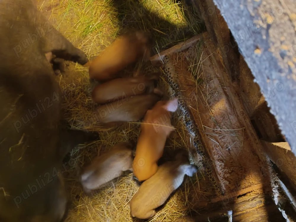 Purcei de 8 săptămâni si porci de taiat