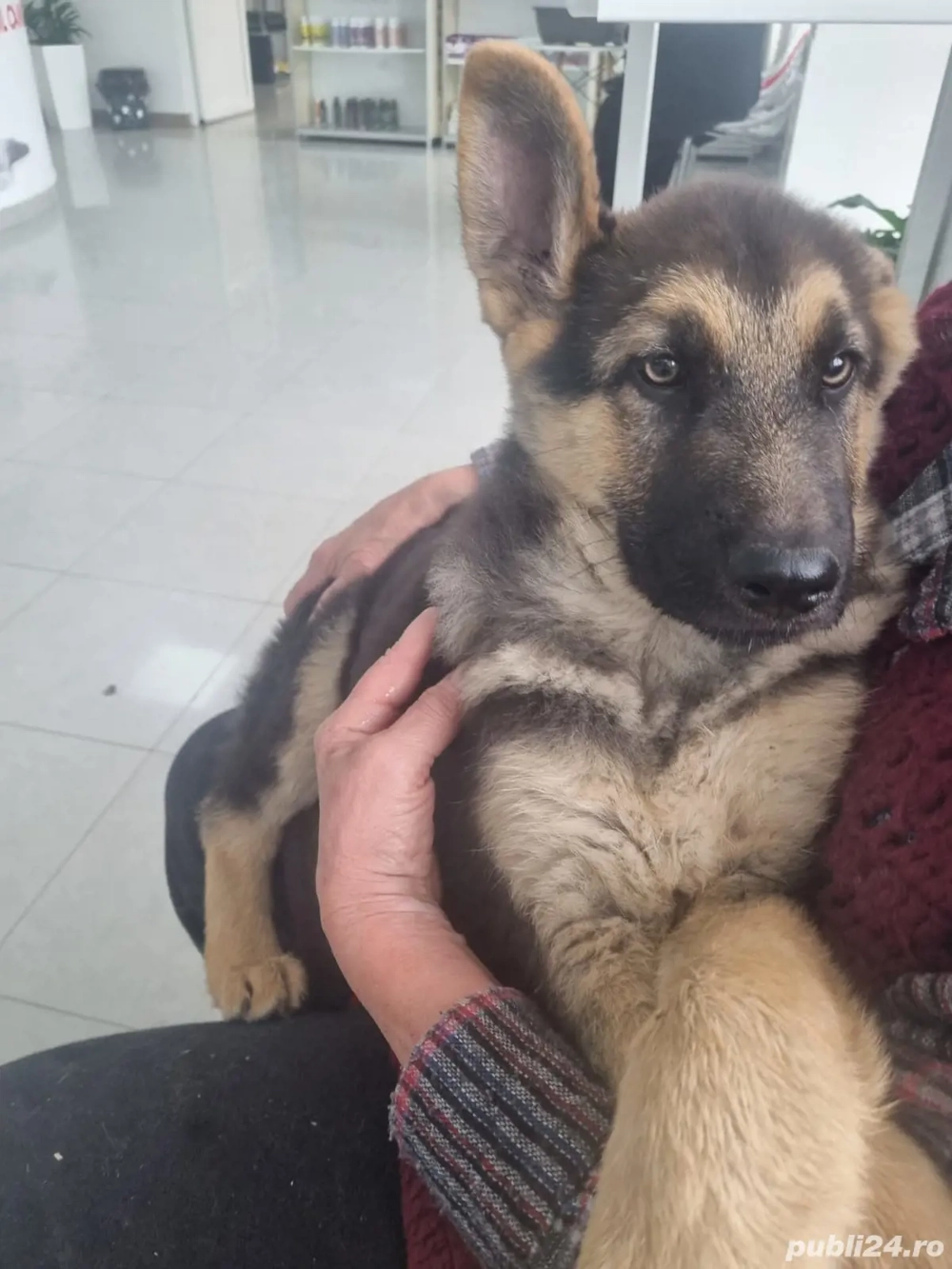 Ciobanescul german,inteligent, iubăreț și loaial întregii familiei 