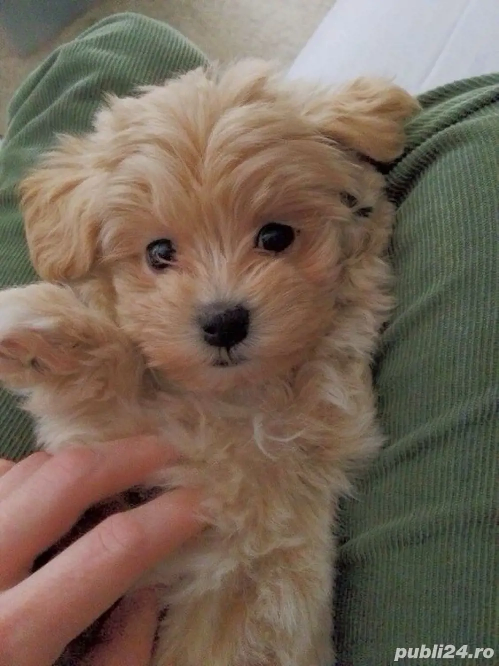 maltipoo poodle mini toy deosebit