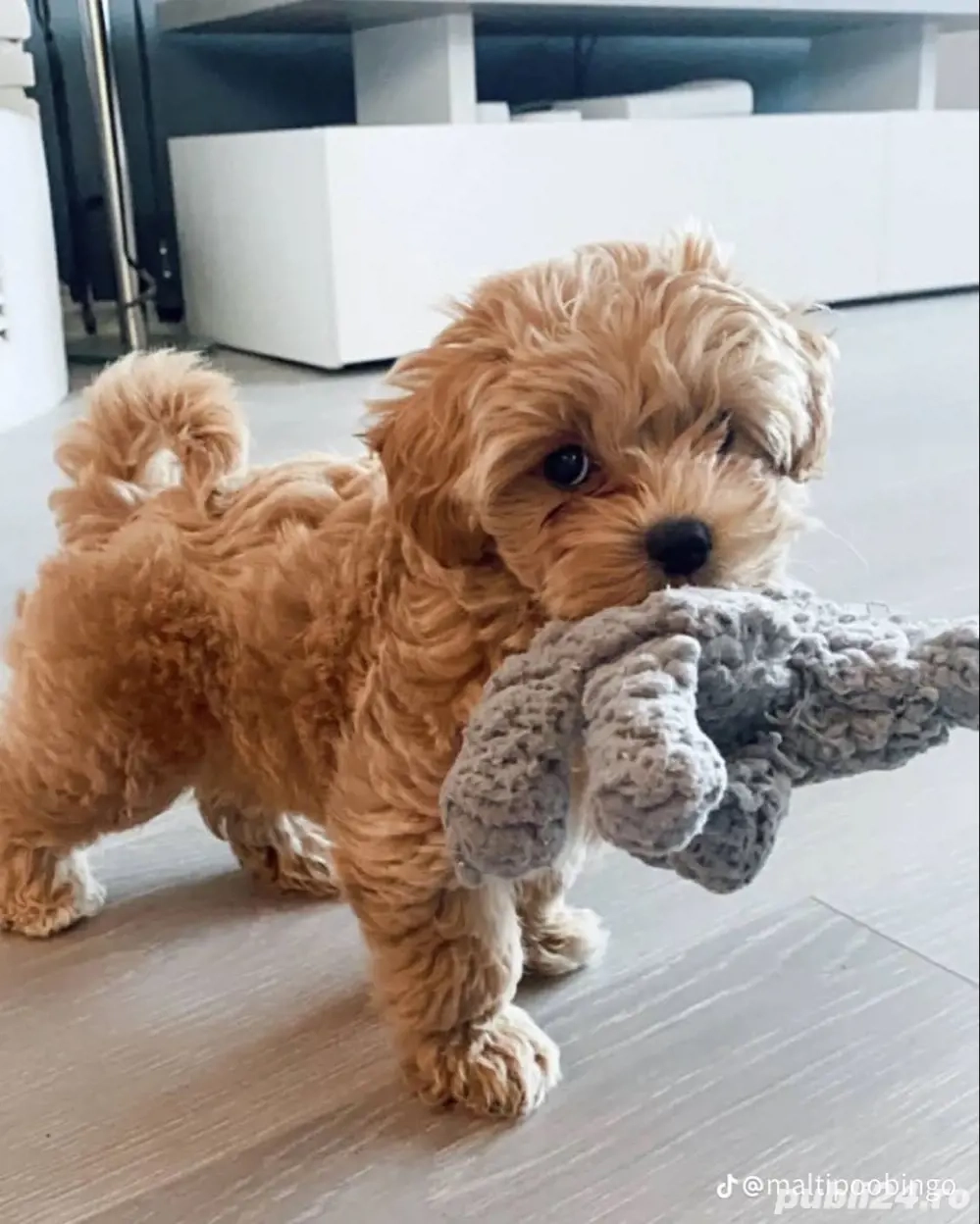 maltipoo poodle trecupe mini toy apricot deschis