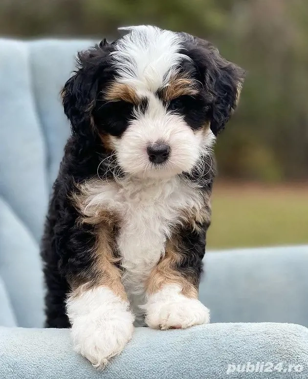 caniche poodle mini toy talie mica tricolor 