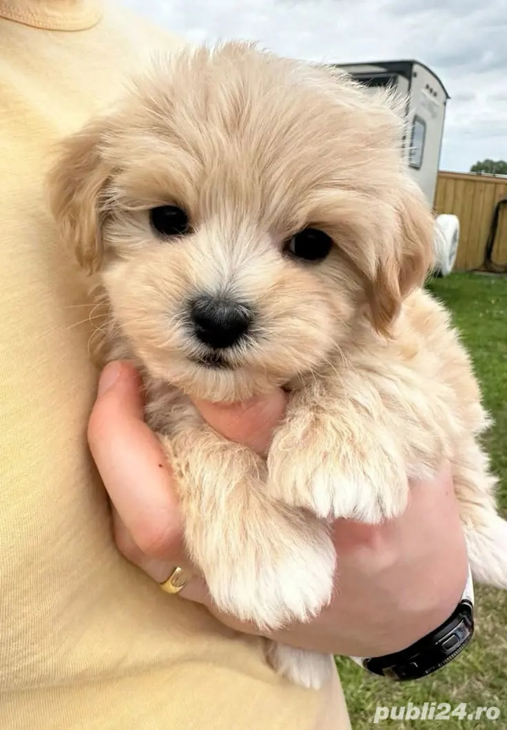 maltipoo poodle caniche mini toy 