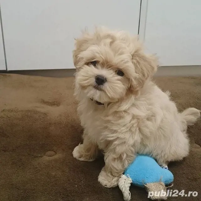 pui deosebiți maltipoo poodle mini toy 
