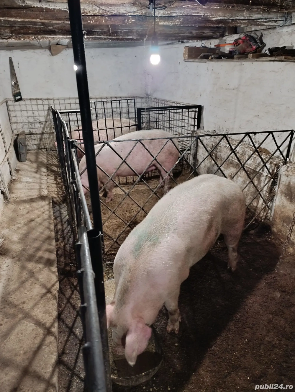 Porci de vânzare 