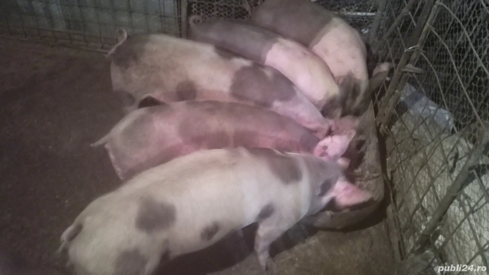 Vand sau schimb cu cereale.