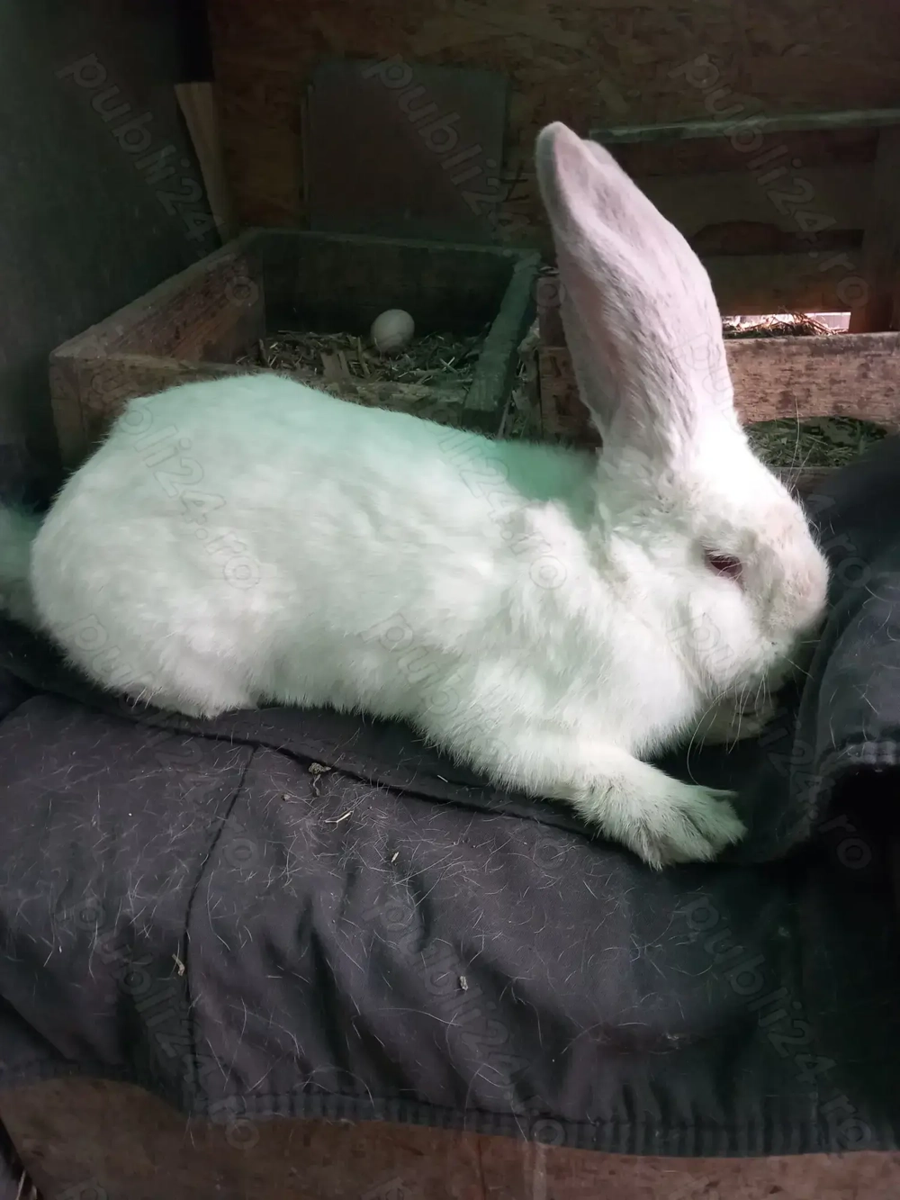 Uriaș de Transilvania 