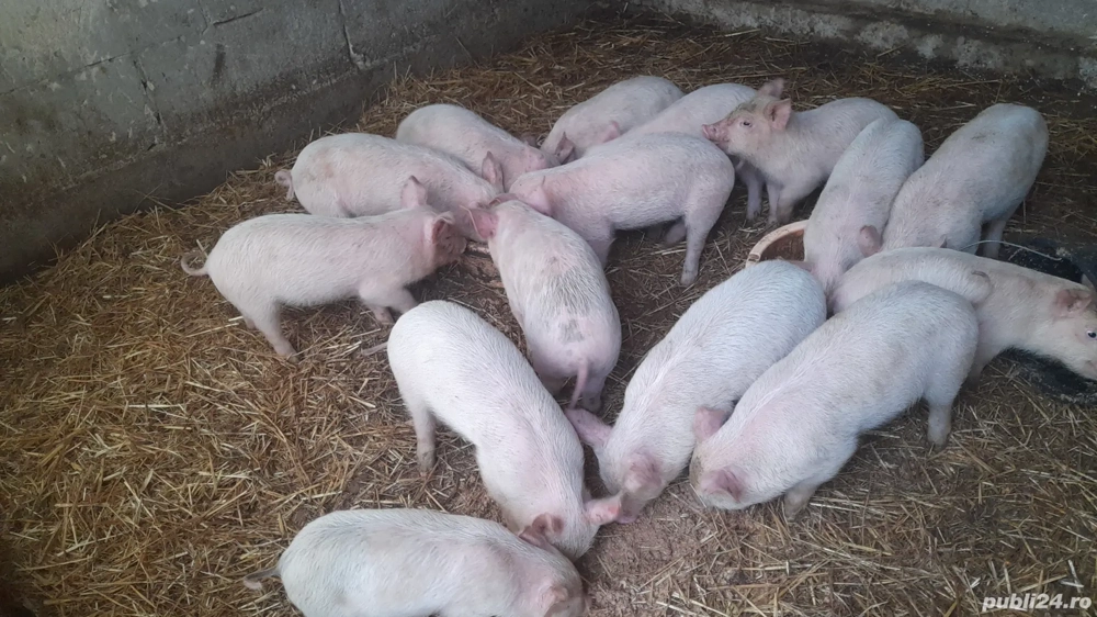 purcei  petrian cu landras.