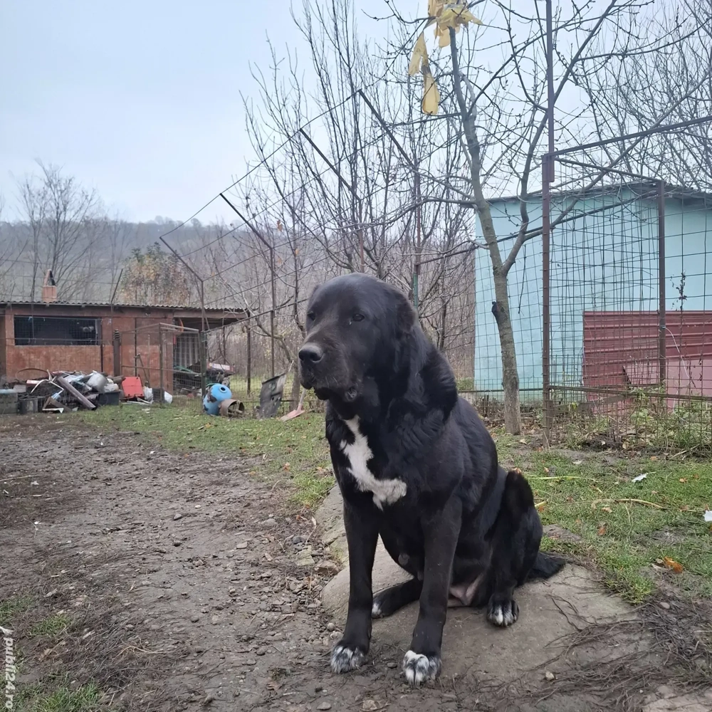 Femelă Ciobanesc de Asia Centrală 