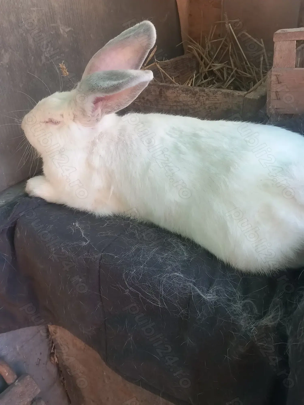 Uriaș de Transilvania 