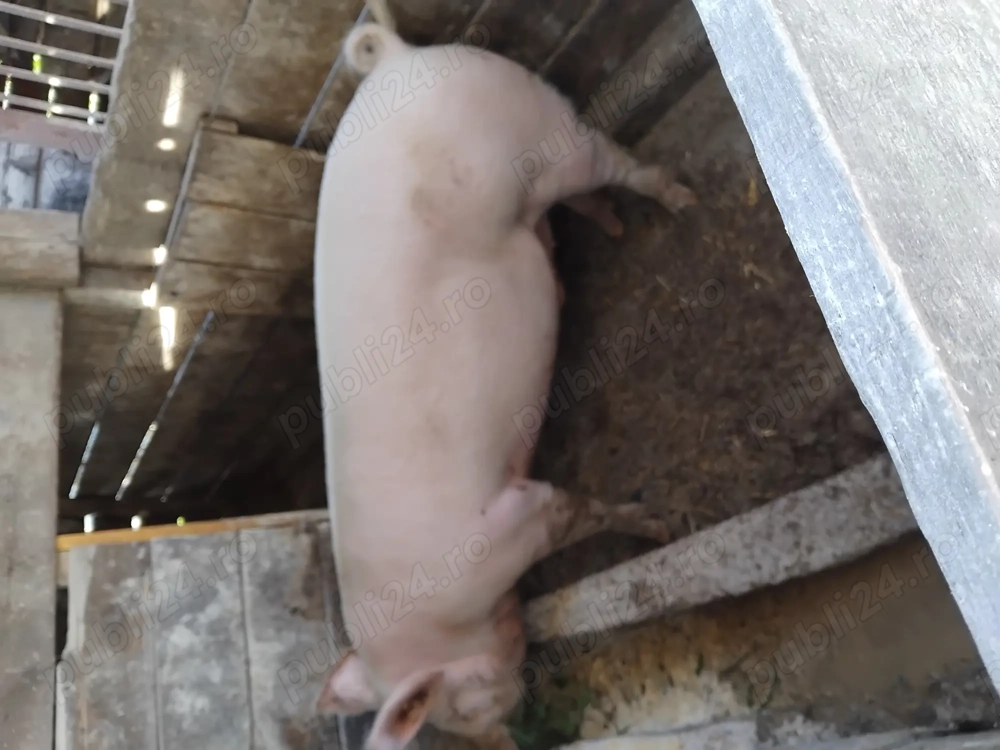 Porci gras de vanzare 