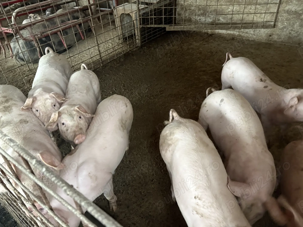 Godaci,rasă de carne