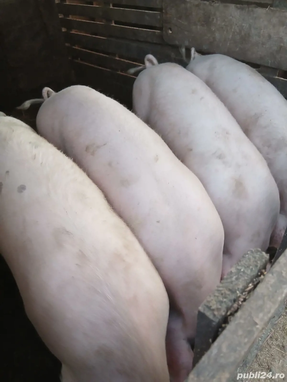 porci de vânzare  pt Craciun