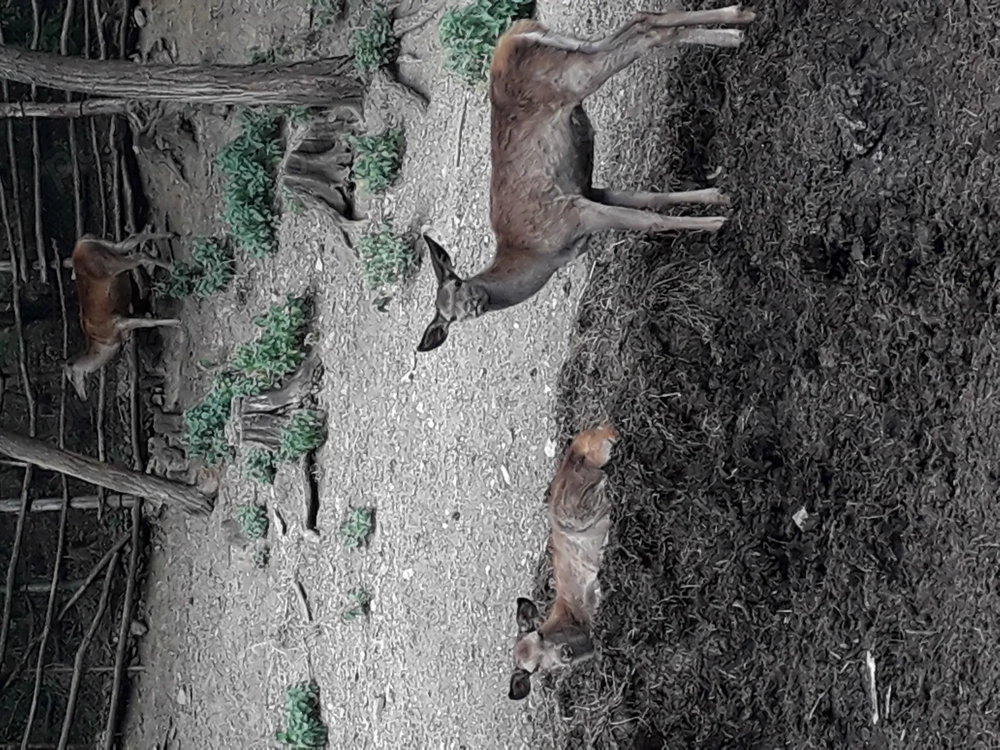 De vimzare carpatini