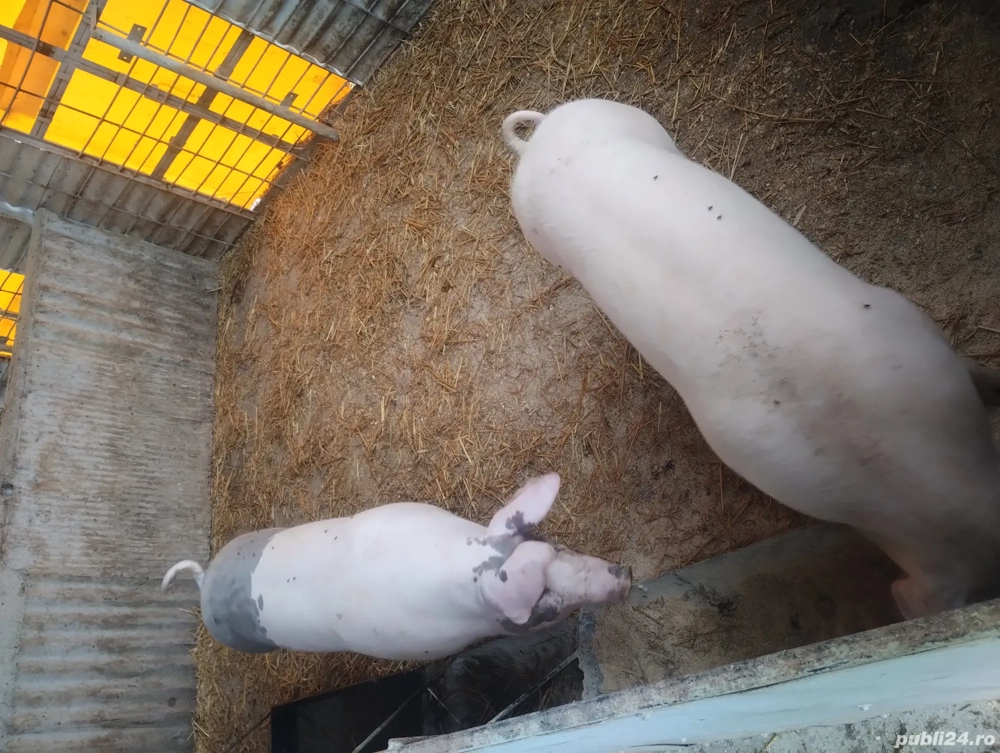 vand porci 80-110 kg