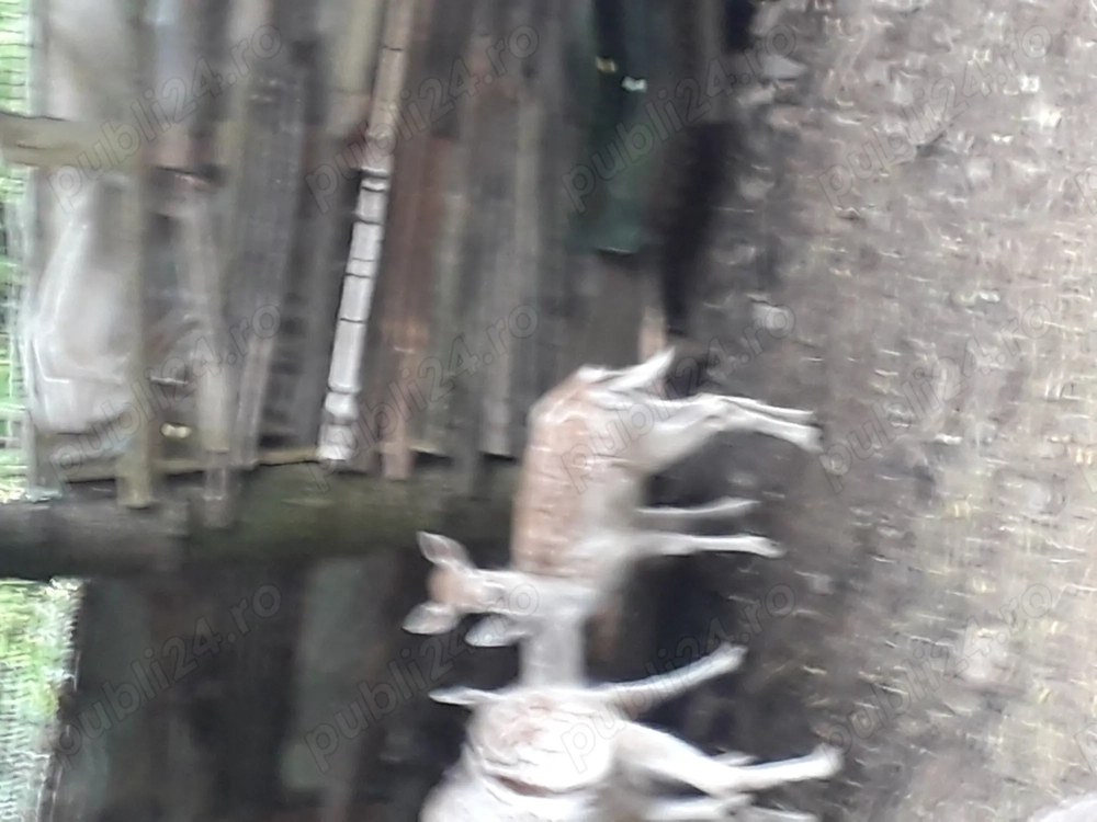 De vinzare lopătari