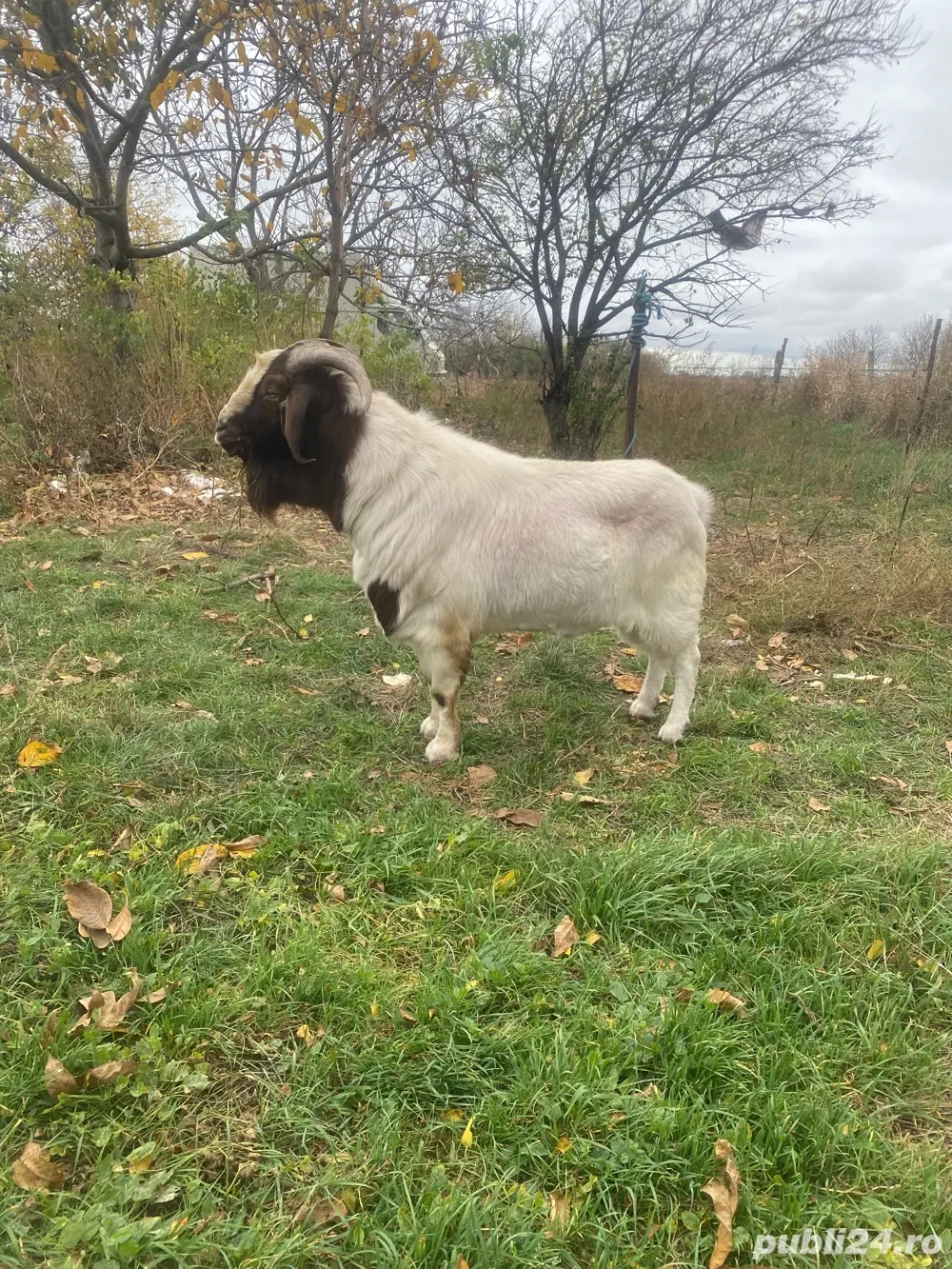 vand tap boer import sau schimb