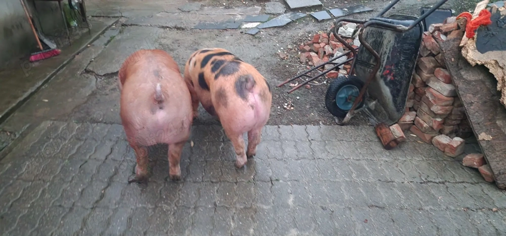 12 lei kg locatie dumbravesti prahova 