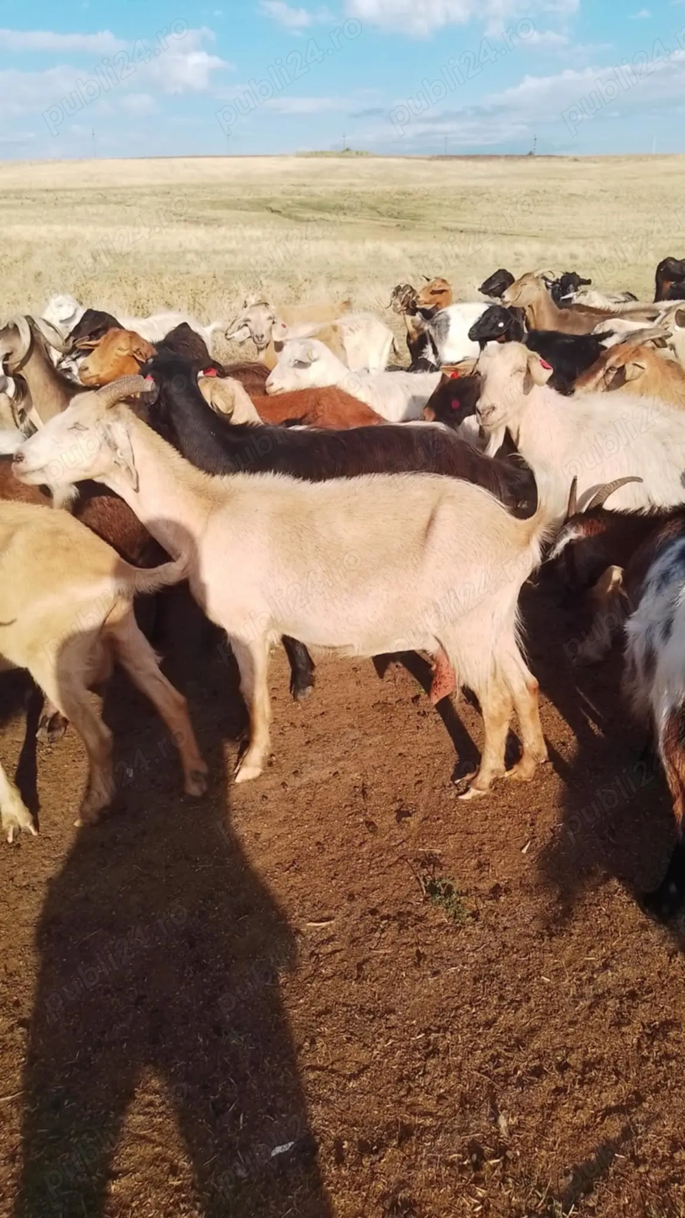 Vând 250 de capre tinere bune de lapte preț 400buc. Și 90 de oii carabase 850