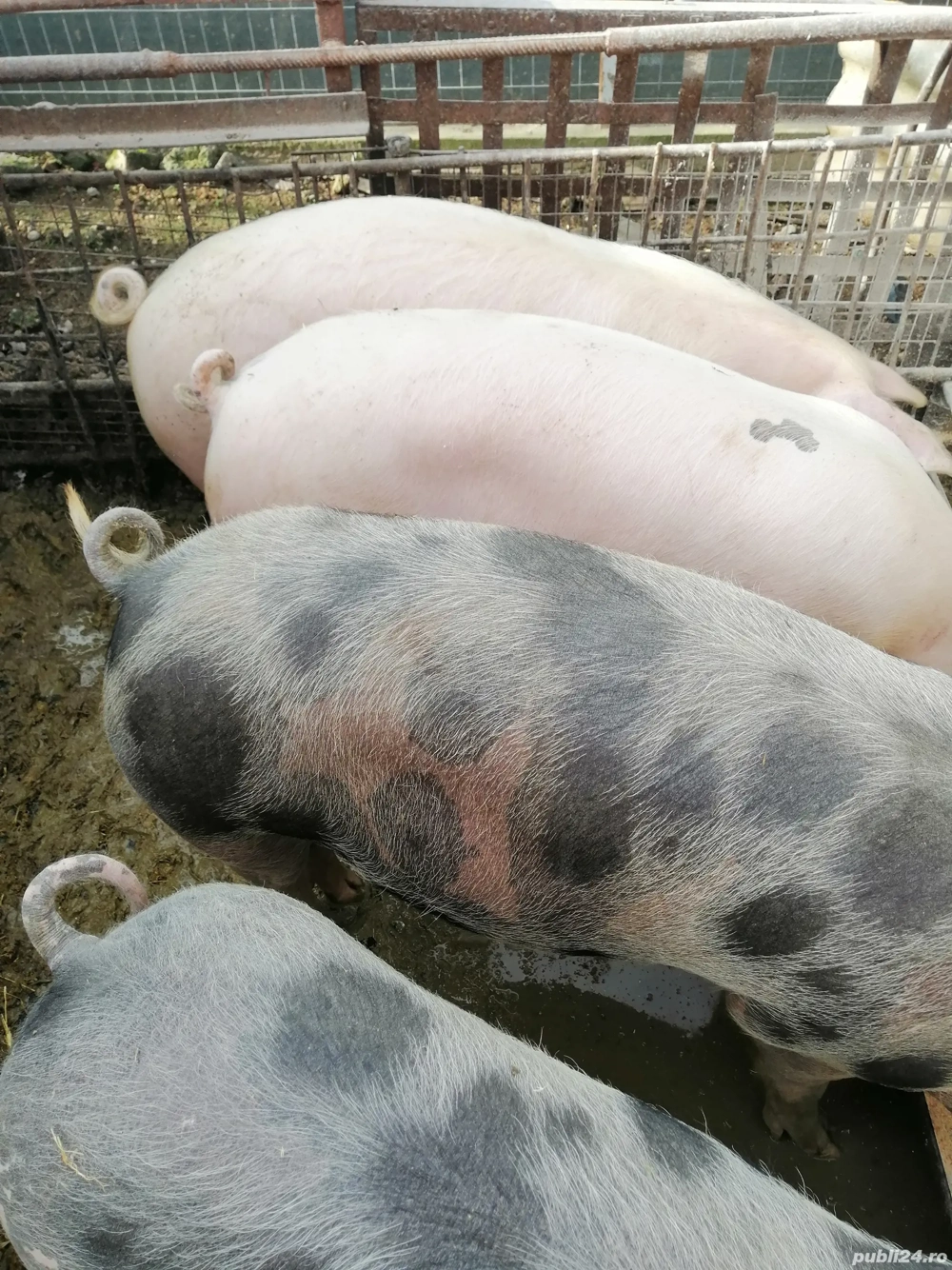 pentru masa de craciun