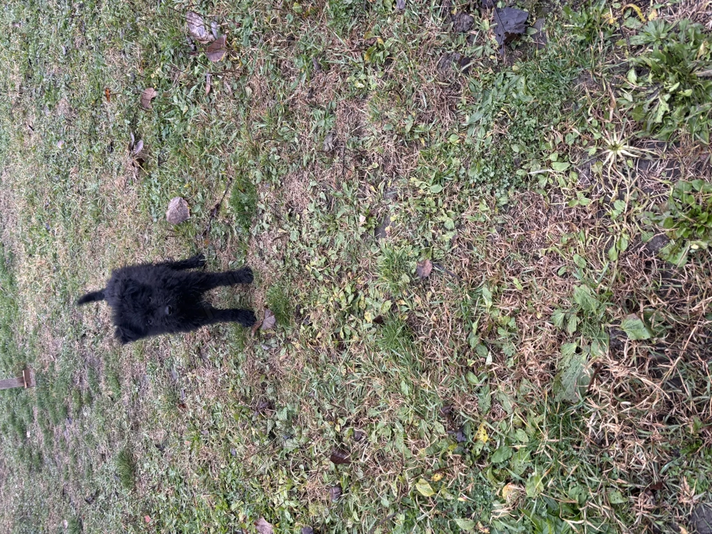 Vând un cățel de întors Mudi 