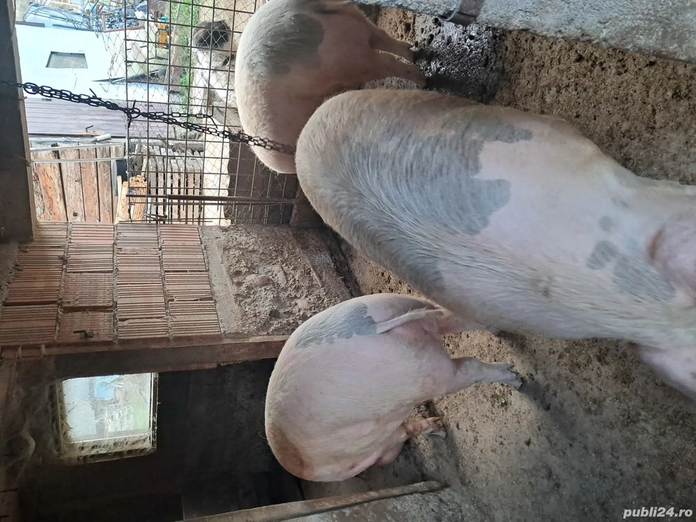 una bucata disponibilă 