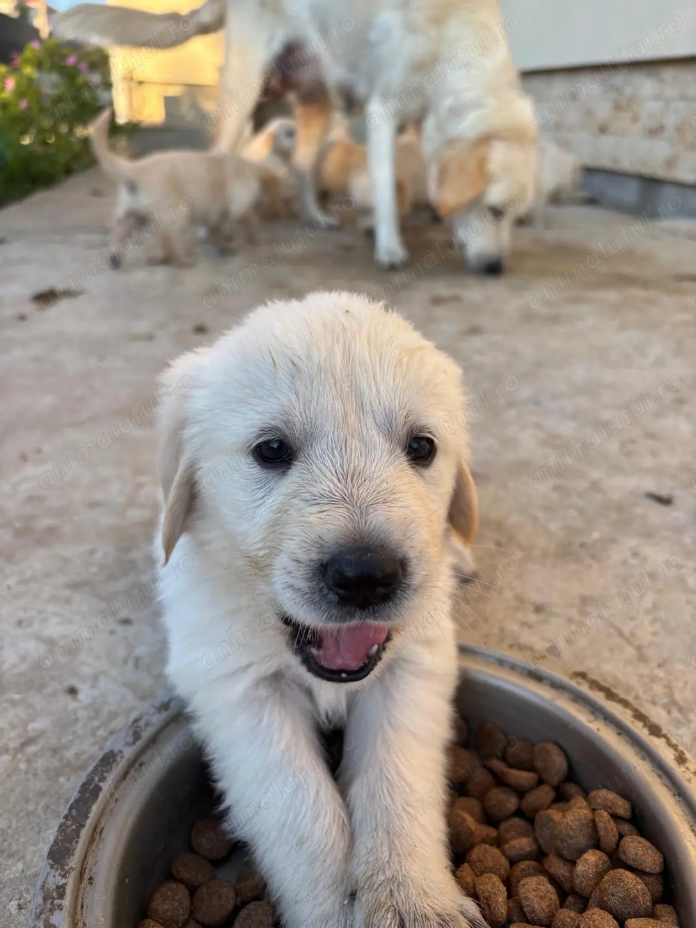 Golden retriever, 2 fetițe caută un cămin.