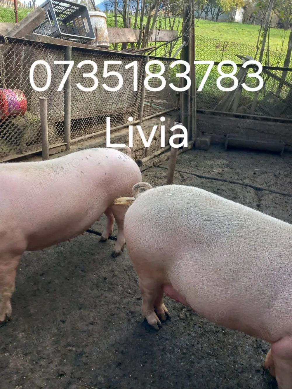 Se vând porci și grăsuni pt sacrificat