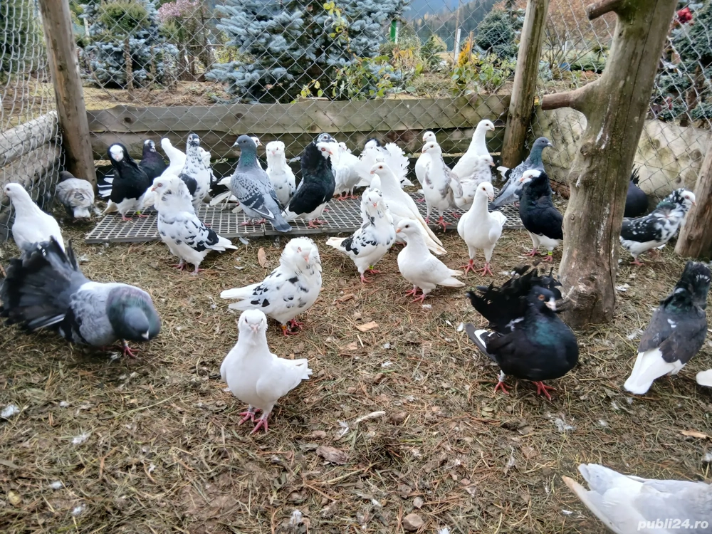 porumbei de ornament