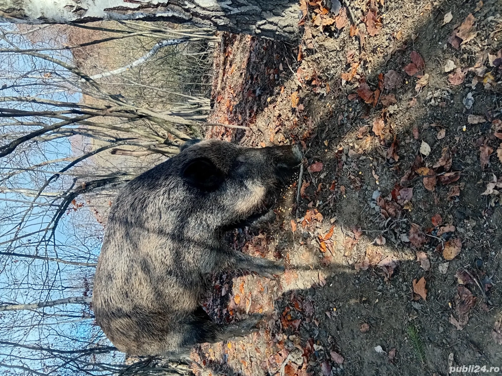 pentru cei interesati vier 200 kg peste 