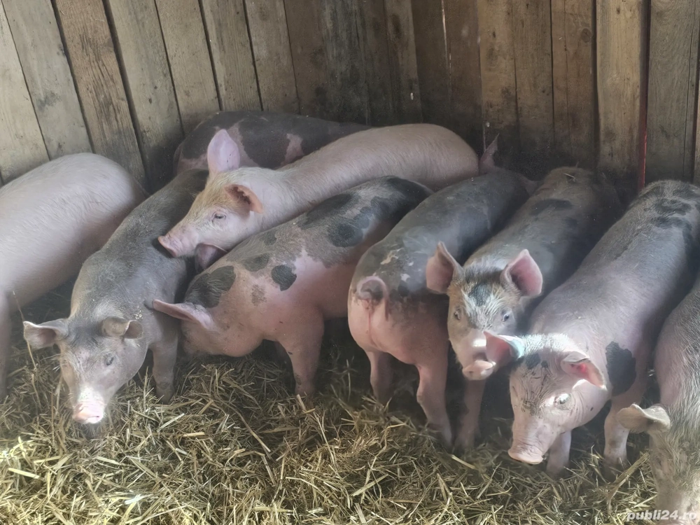 vând 9 soldani rasa de calitate de carne 30-35 kg 6 mascul 3 femele 