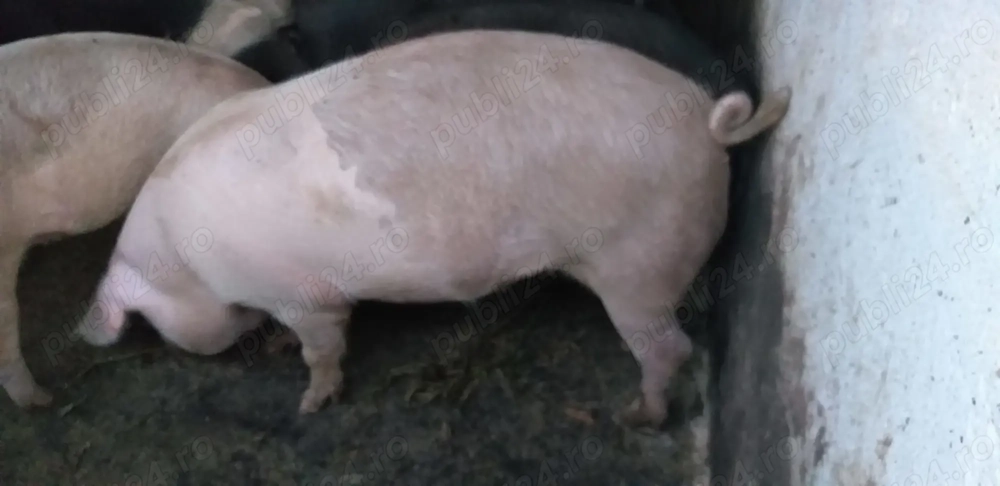 Vand porc gras rasa landras, aproximativ 135 kg, pret 14 lei   kg din Santana, jud .Arad 