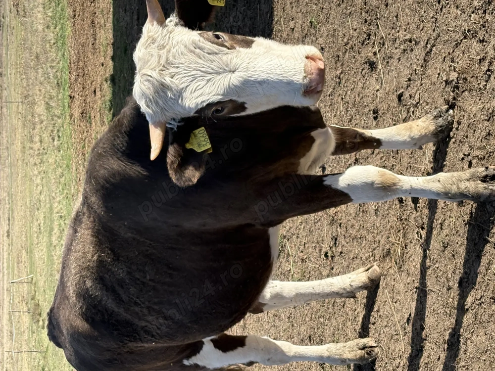 Vând o vitea de 1 an și 3 luni