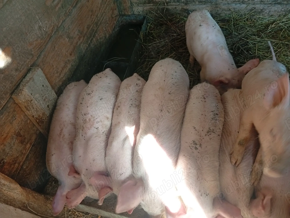 Vând purcei 500 bucata 