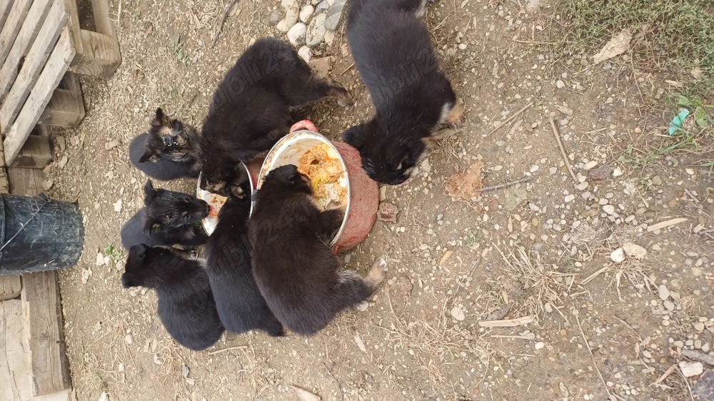 Vand ciobanesc german rasa medie 