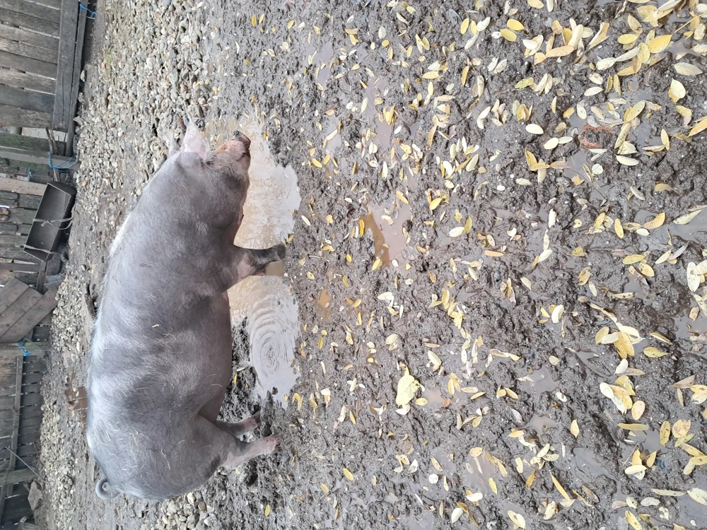 Vand porc de 200 de kg detalii în privat 