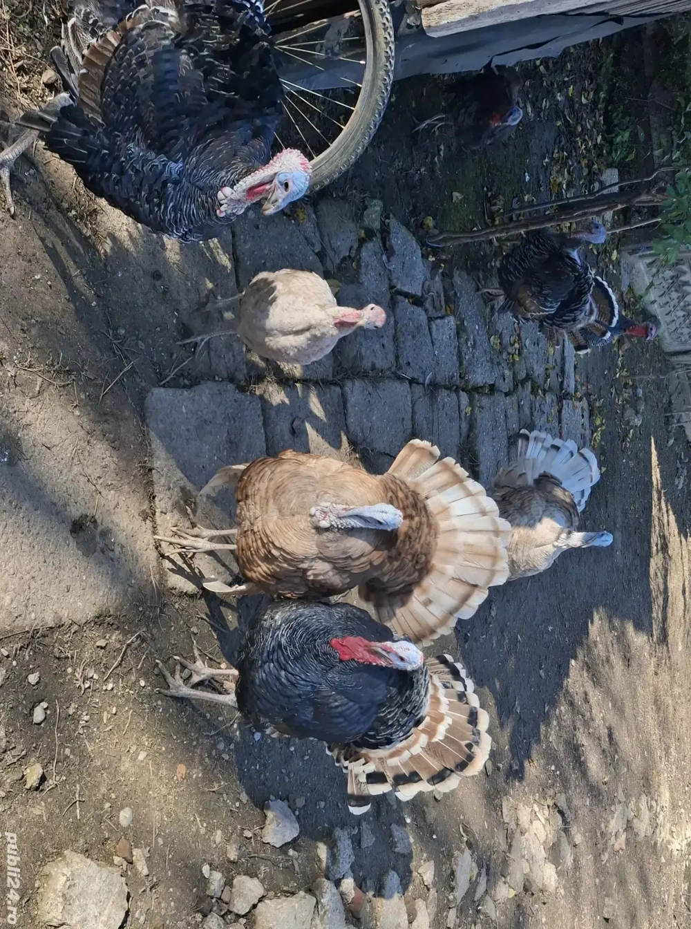 Vând 6 curci si 4 curcani 2025 !