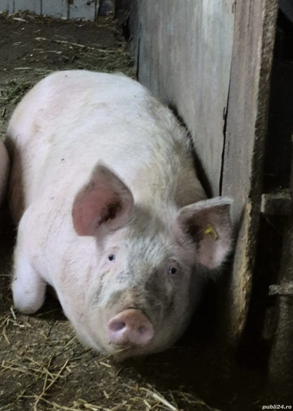 purcea de 130 140 kg