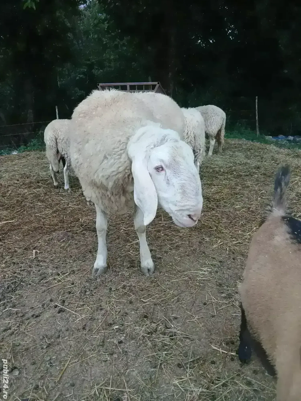 Vand oi rasa Bergamasc 